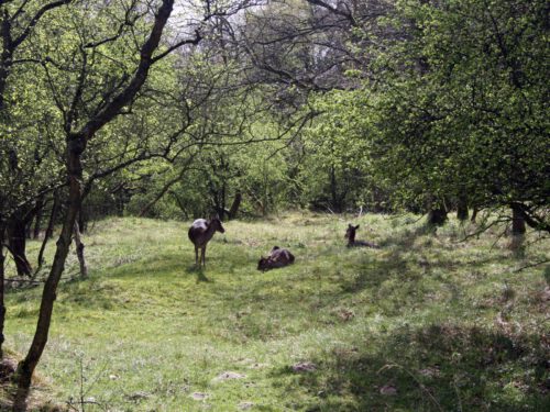 Hoge Veluwe