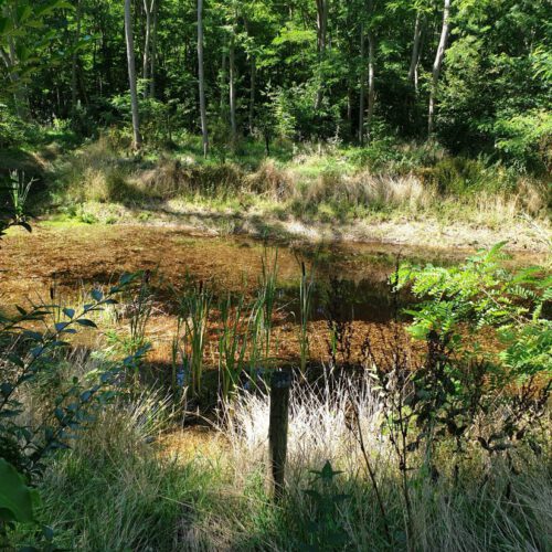Bremer Wildernis