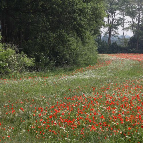 De Hoevens