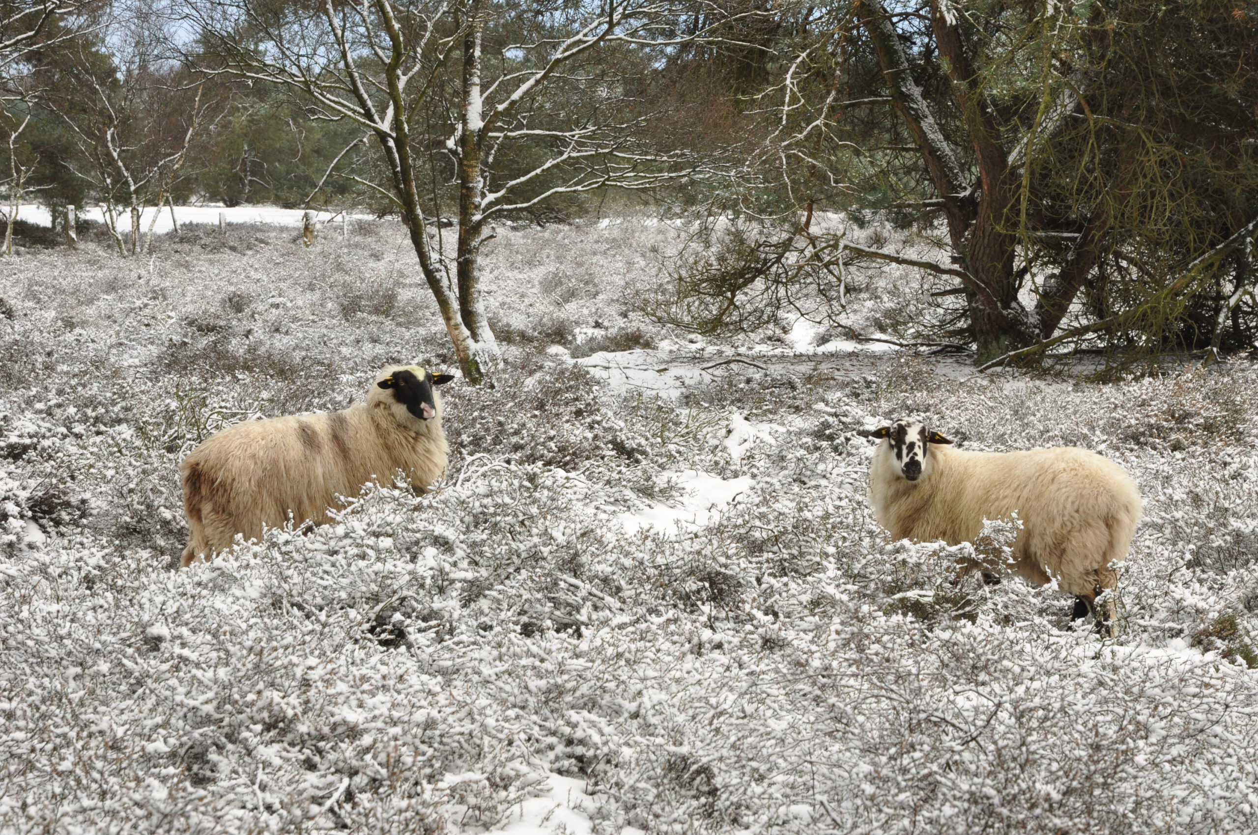Hoogengraven schapen in een winters landschap