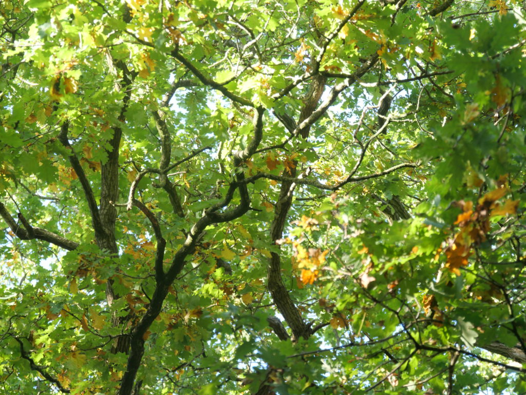 Natuurbegraafplaats Laude