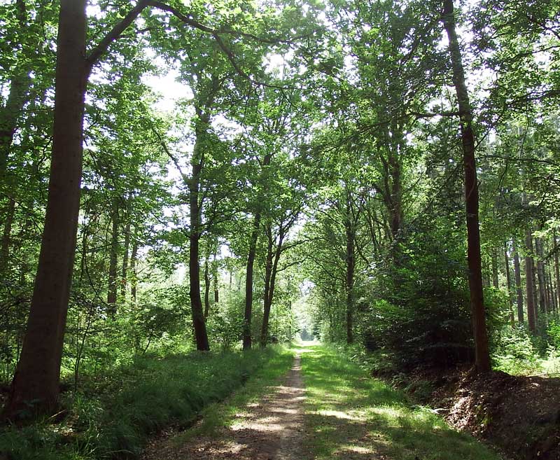 Heidewold